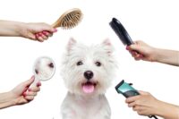 خدمات آرایش (اصلاح و شستشوی) حیوان خانگی