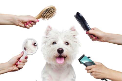 groomer