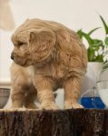 فروش توله سگ گلدن رتریور طلایی برترین خط خونی