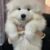 فروش سگ سامویید سفید با تراکم مو عالی: همراهی به زیبایی برف - تصویر2