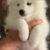 فروش سگ سامویید سفید با تراکم مو عالی: همراهی به زیبایی برف - تصویر1