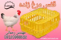 فروش سبد مرغ زنده با قیمت مناسب