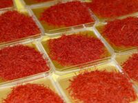 زعفران (Saffron) نگین و سوپر نگین صادراتی