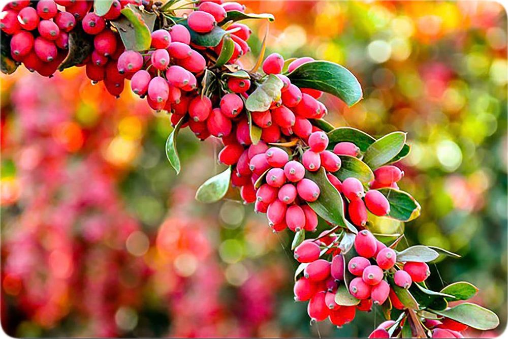 زرشک-پفکی-اصلی