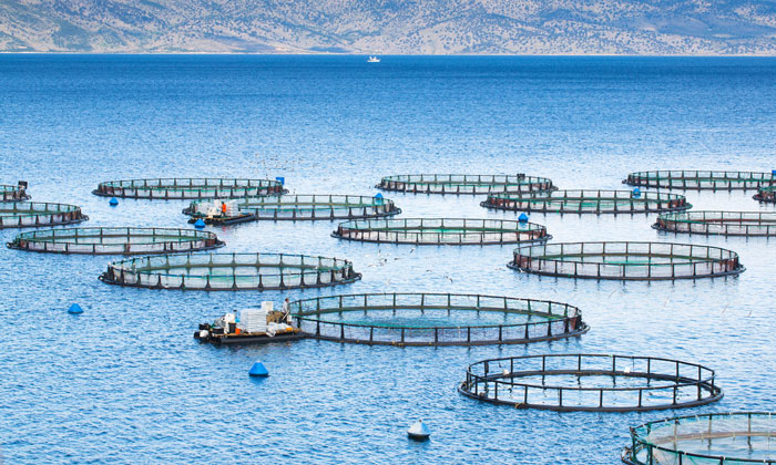 pros-cons-of-fish-farming