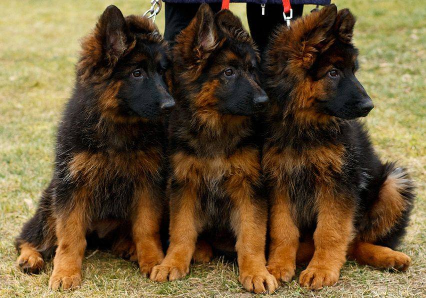 longcaotgermanshepherd-1