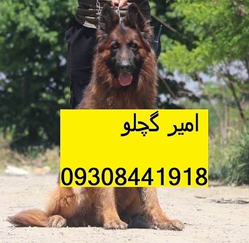 IMG-20190609-WA0038