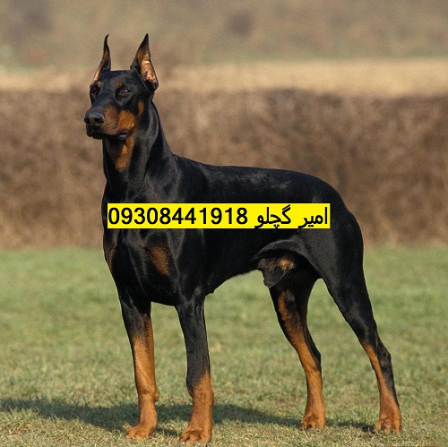 ein-dobermann-hund-der-hundehalter-soll-sein-tier-an-einer-langen-leine-gefu