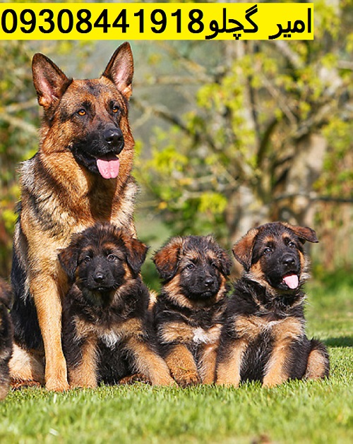 PUP-04-GL0001-01P