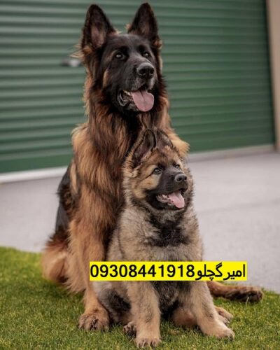IMG-20210824-WA0008