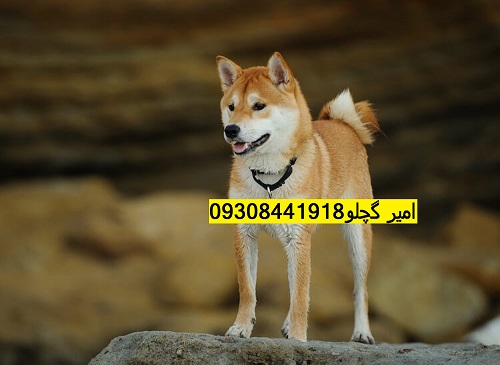 Shiba-Inu