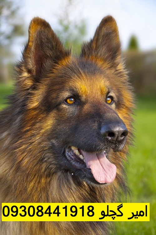 deutsche-schaeferhund-kopf-682x1024