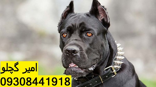 Cane-Corso-Italiano-2