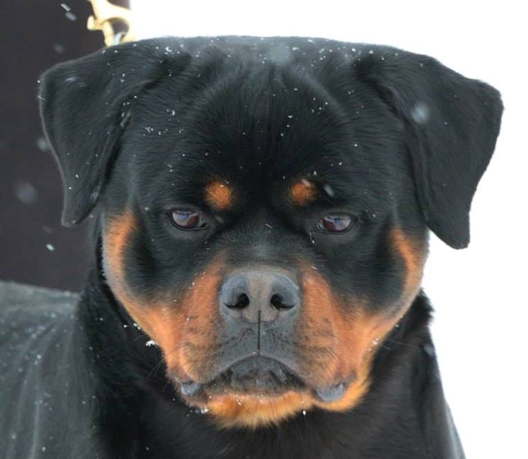 brutus