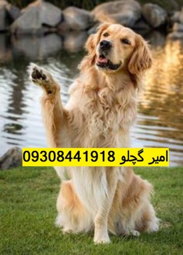 307bbe481f21ddceee69d024f83db551