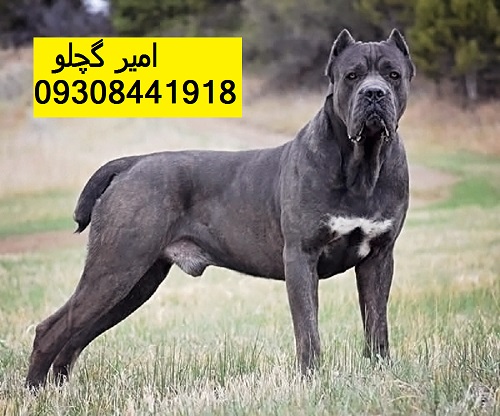CastleGuardCaneCorso_Vino