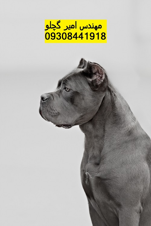 CANE-CORSO-Gray-profile-684x1024_(1)