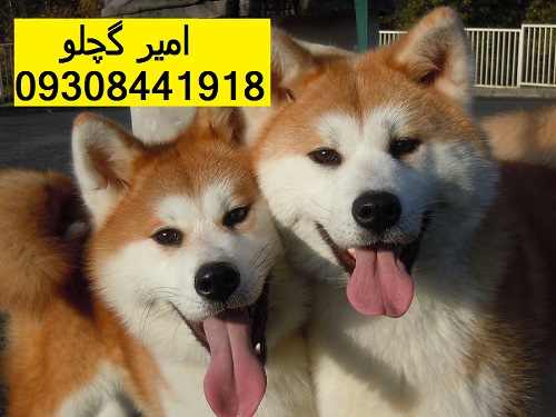 two-cute-akita-inu-dogs-picture