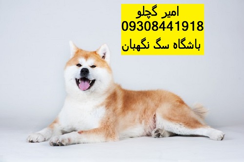the-four-most-popular-japanese-dog-breeds-52ddb01b0a6e8