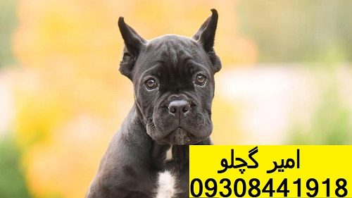 Cane-Corso-Italiano-3