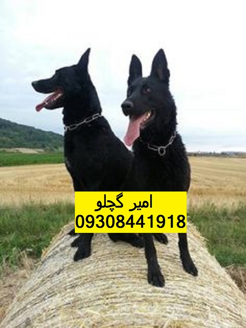 48a59c99225faa9ee142fbc1c09bb954