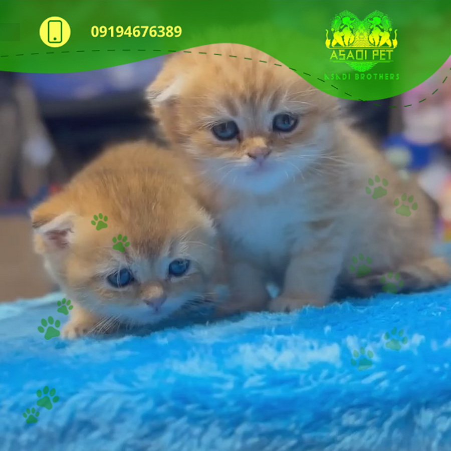 بچه-گربه-اسکاتیش-فولد-گلد-نر