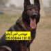 فروش انواع ژرمن با قیمت مناسب و ارزان تر از همه جا
