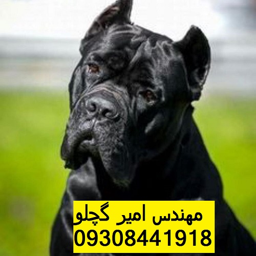 40819716_903974923126690_8413448806644842496_n