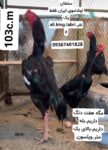 IMG_20240117_023706_628