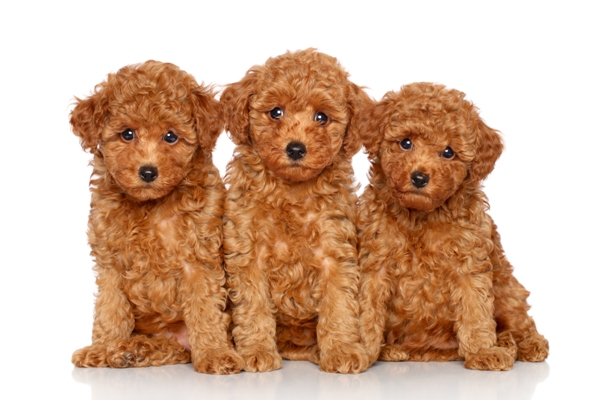 toy-poodle-puppies