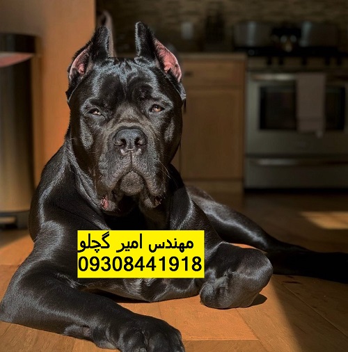 242490386_387535822989300_1644526740965924641_n