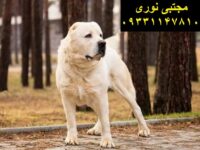 فروش سگ درشت هیکل ، فروش توله سک آلابای روس خرسی