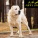 فروش سگ درشت هیکل ، فروش توله سک آلابای روس خرسی