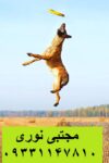مالینویز بهترین انتخاب برای نگهبانی