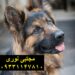 خرید و فروش سگ ژرمن شپرد شولاین و ژرمن ورک با تضمین