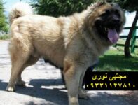 فروش قفقازی‌های قدرتمند و باوفا نگهبان‌هایی شجاع برای حفظ امنیت شما