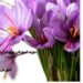 دوره آموزشی کاشت زعفران گلخانه ای