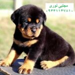 سگ گارد و نگهبان ، فروش سگ روتوایلر سگ قدرتمند و نژاد خالص