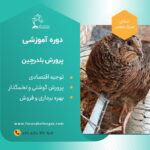 بلدرچین-آموزش