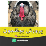 پرورش-بوقلمون