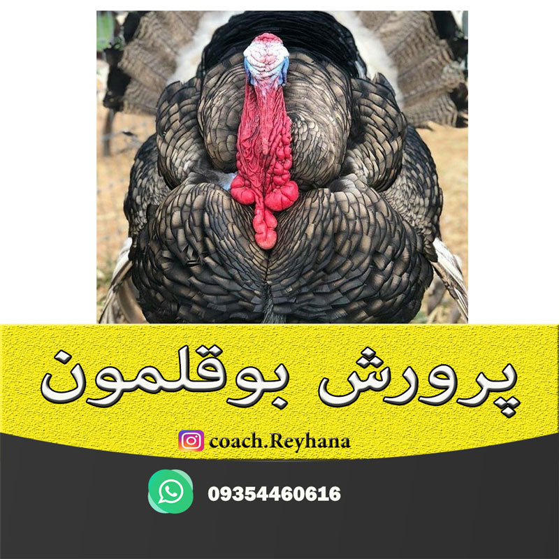 پرورش-بوقلمون
