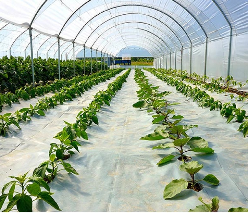 نایلون-گلخانه-ای-4