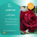 پرورش گل رز هلندی
