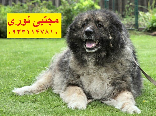 Caucasian-Mountain-Dog-1 - Copy