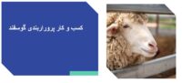 کسب و کار پرورش گوسفند