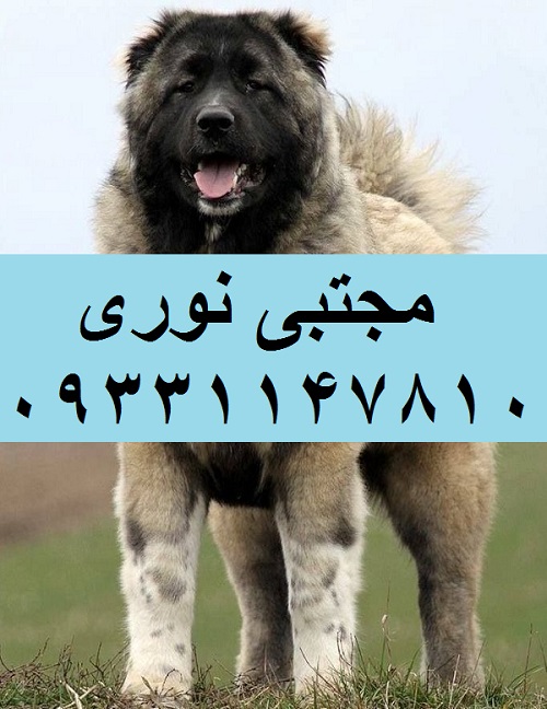 Caucasian-Shepherd-Dog-5