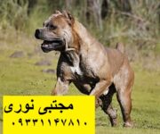 فروش توله سگ کن کورسو اصیل ایتالیایی با ضمانت کتبی اصالت