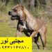 فروش توله سگ کن کورسو اصیل ایتالیایی با ضمانت کتبی اصالت