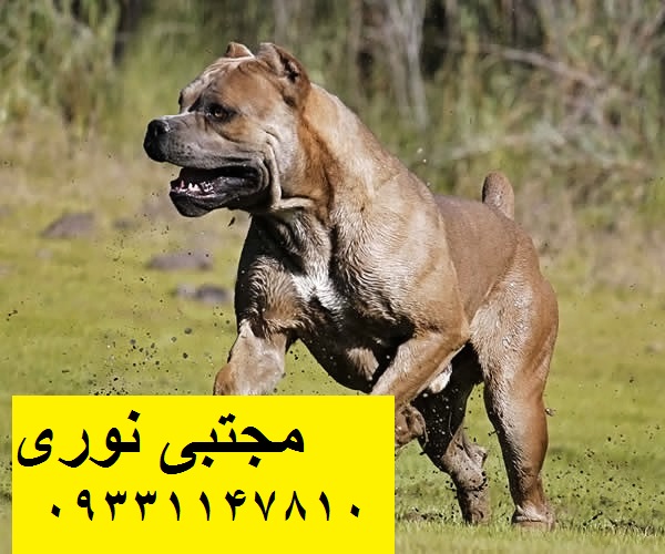 CastleGuardCaneCorso_King