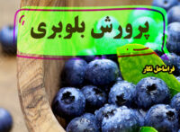 آموزش بلوبری1